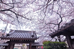 春季堺文化財特別公開を開催いたします