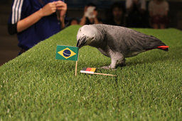 インコのオリビアが、ブラジルで行われた　男子サッカーの試合の勝敗予想を的中！