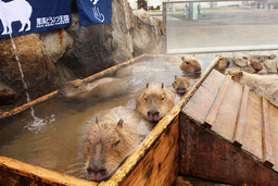 4つの動物園対抗　カピバラの長風呂対決開催！