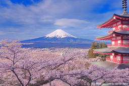 訪日外国人向けメディア「ZEKKEI Japan」 春にしか見られない “奇跡のトリプルショット”を特集