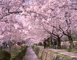 「世界が選ぶ　日本の桜の絶景ベスト10」を発表！
