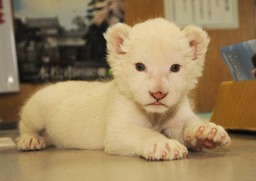東北サファリパークでホワイトライオンの赤ちゃん誕生！12月17日より公開・記念撮影会を行います