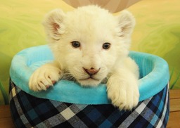 ホワイトライオン赤ちゃん 2017年1月7日・8日　ふれあい撮影会開催！