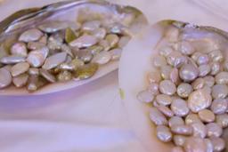 成安造形大との連携事業　琵琶湖の淡水真珠「ビワパール」母貝の殻から生まれた新素材の発表展示会を開催