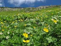 日本屈指！40種以上の高山植物が咲く「天空の花畑」が見ごろ