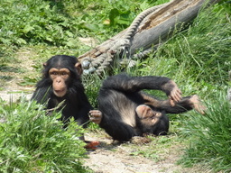 日立市かみね動物園で、エンリッチメント大賞受賞イベント「チンパンジーの森をつくろう」を開催！