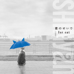 世界初!? 猫5匹組グループSHINyan、主要配信サイトで「君のせいで for cat」を5月25日(水) 配信開始！