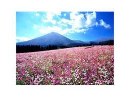 ～霧島連山と100万本のコスモスが織りなす絶景～「生駒高原コスモスまつり」 ナイトイベントを開催！