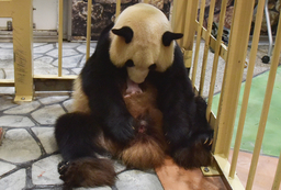 ジャイアントパンダの赤ちゃん誕生
