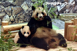 ３月３日（金）ひなまつり　パンダの赤ちゃん「結浜（ゆいひん）」にすべり台と木登り遊具をプレゼント！