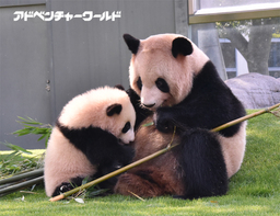 ３月２４日（金）ジャイアントパンダの赤ちゃん「結浜（ゆいひん）」が屋外運動場にデビューしました！