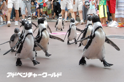 ペンギンパレードを再開しました！