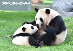 7月7日（金）ジャイアントパンダの赤ちゃん「結浜（ゆいひん）」初めての七夕イベントを開催します