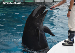 アドベンチャーワールド　鯨類繁殖プロジェクト オキゴンドウ　8月中旬に出産予定