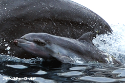 アドベンチャーワールド　鯨類繁殖プロジェクト　9月23日（土）バンドウイルカの赤ちゃんが誕生しました！