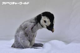 エンペラーペンギンの赤ちゃんが誕生しました