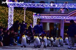 ウィンターナイト特別企画 パーク初「ナイトペンギンパレード」開催中！