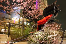 奥浅草の隠れた名所、「山谷堀さくら回廊」桜ライトアップ3月24日（金）からスタート。